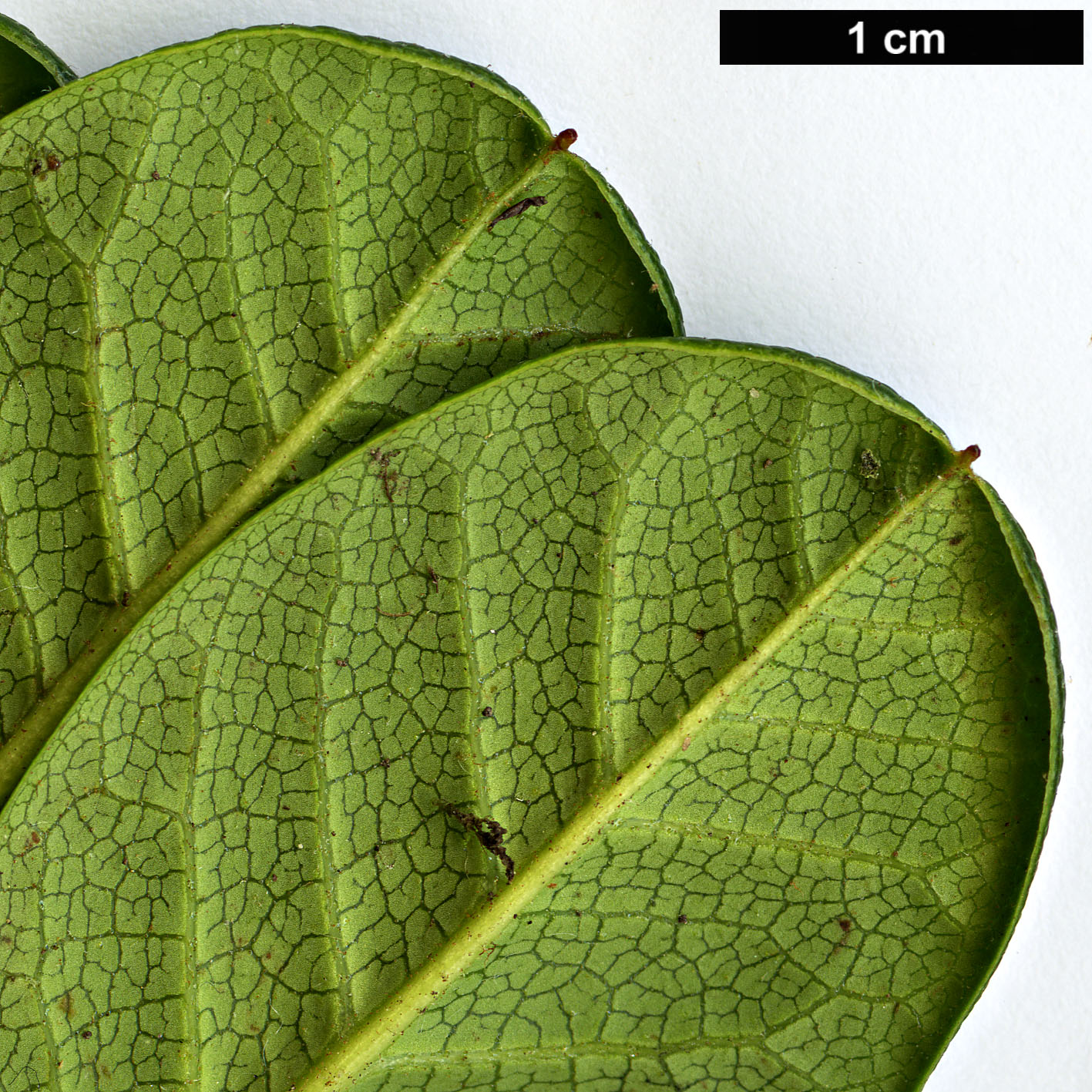 High resolution image: Family: Ericaceae - Genus: Rhododendron - Taxon: forrestii - SpeciesSub: Repens Group